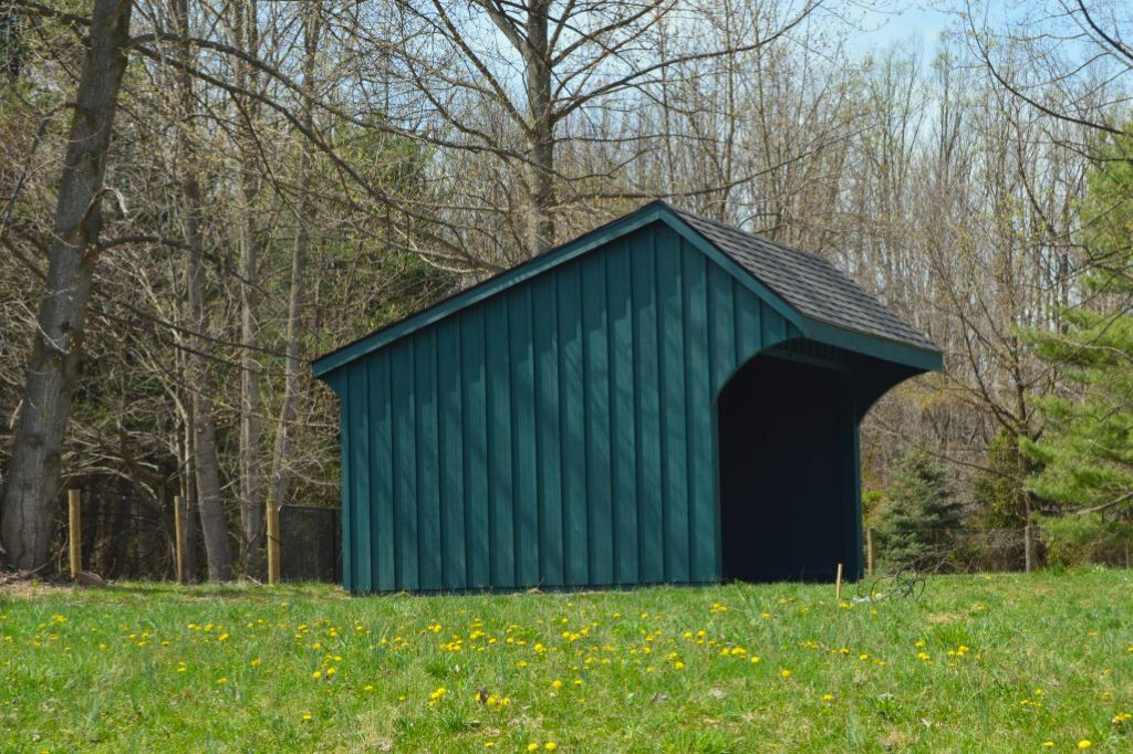small green horse run in shed